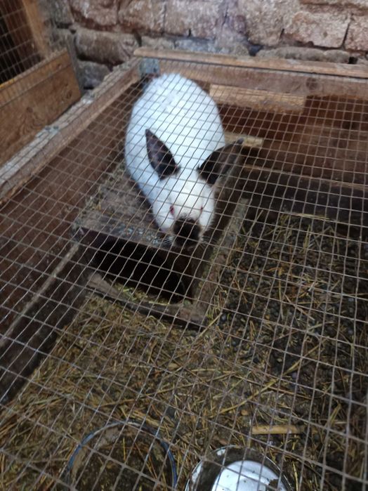 Зайци за разплод