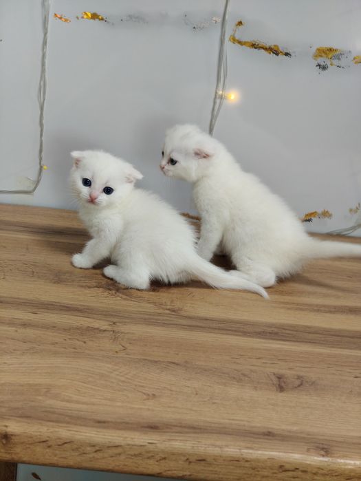 Шотландские котята с разными глазами .
