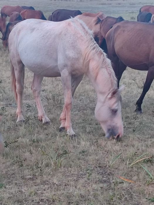 Продам жеребца 4 года