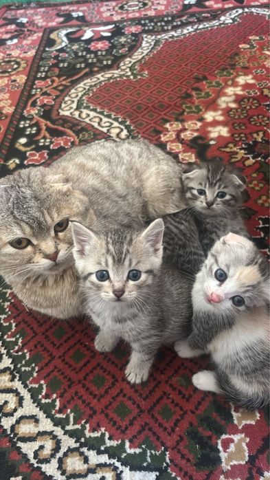 Вислоухие котята