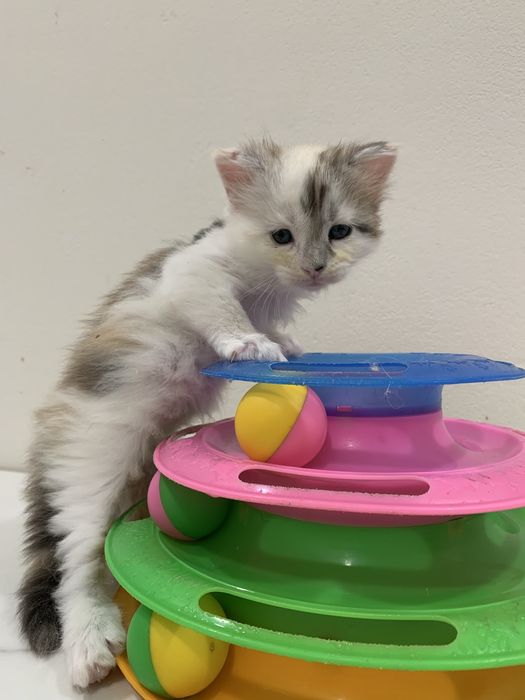 Девочки мейнкун с родословными