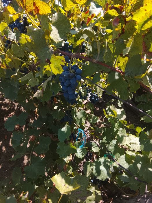 Vând struguri zaibăr