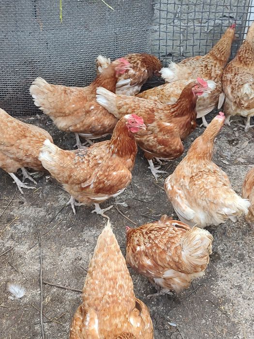 Vând ouă de găină