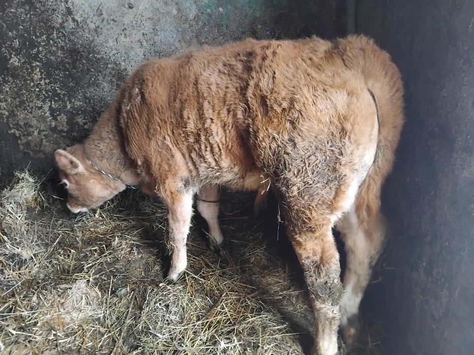 Vând vițel de 2 luni