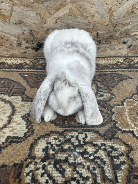 Iepuri berbec german