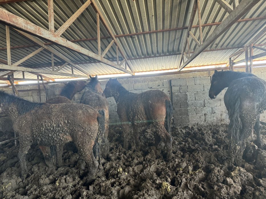 Семыз жілқілар сатлмда