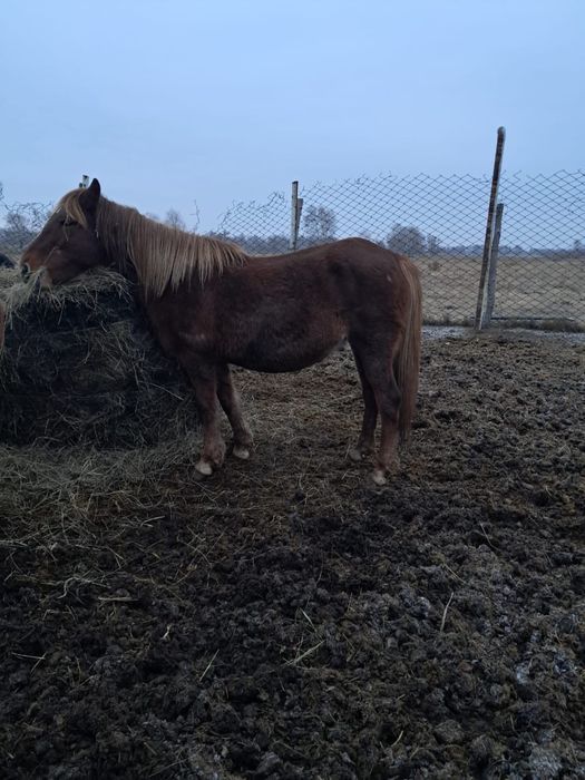 Лошади кобылы продаются