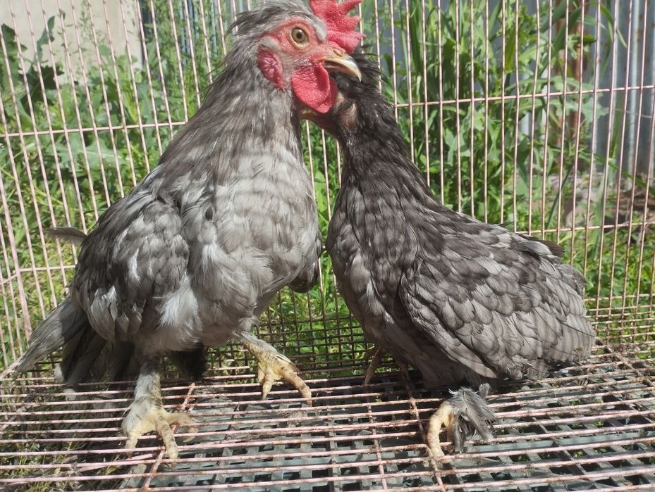 Пары двойняшки на продажу!