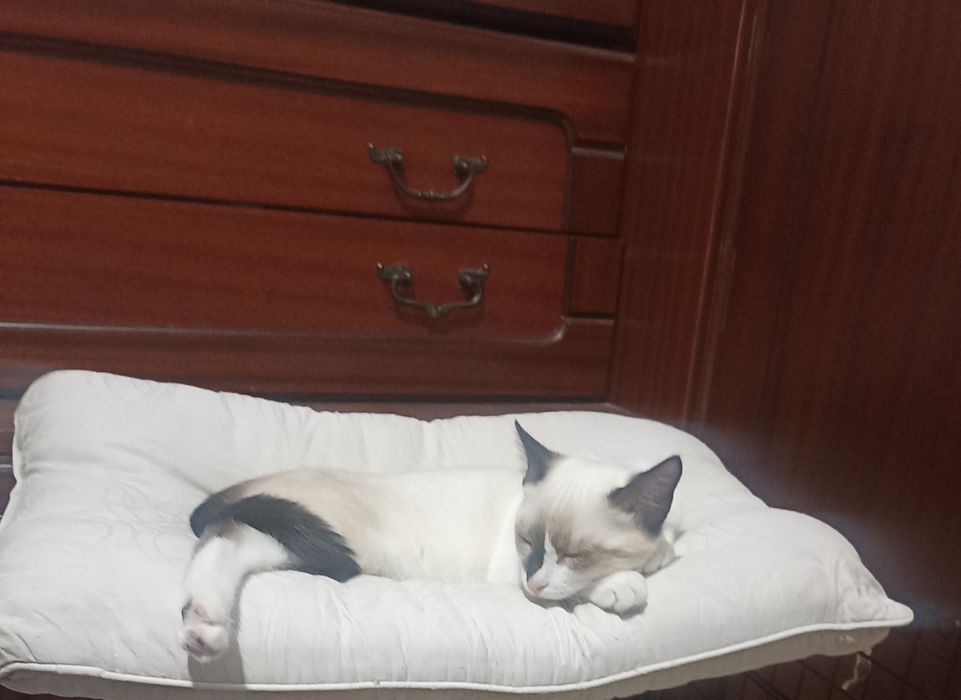 Котенок,девочка,3,5 мес в добрые руки
