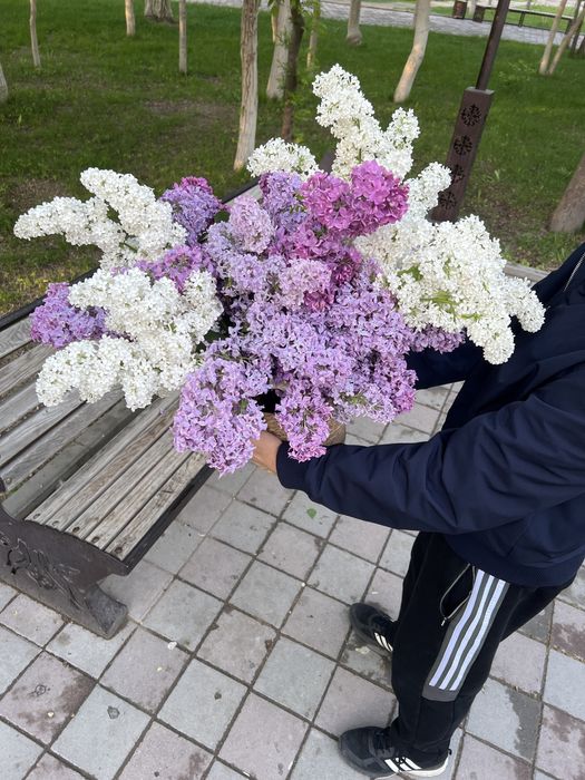 Продается сирень