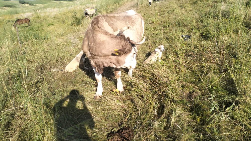 Vaca buna de lapte de vanzare