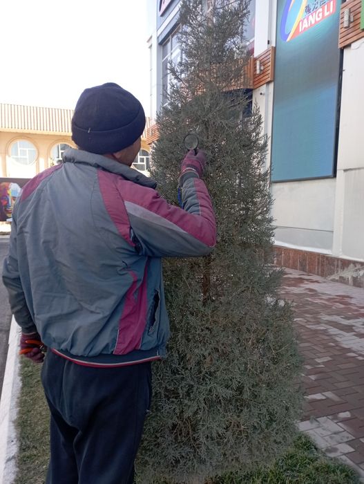 Archa kesish dorilash xizmati