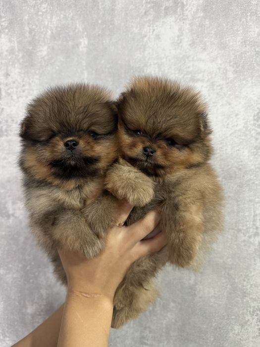 Померанский шпиц