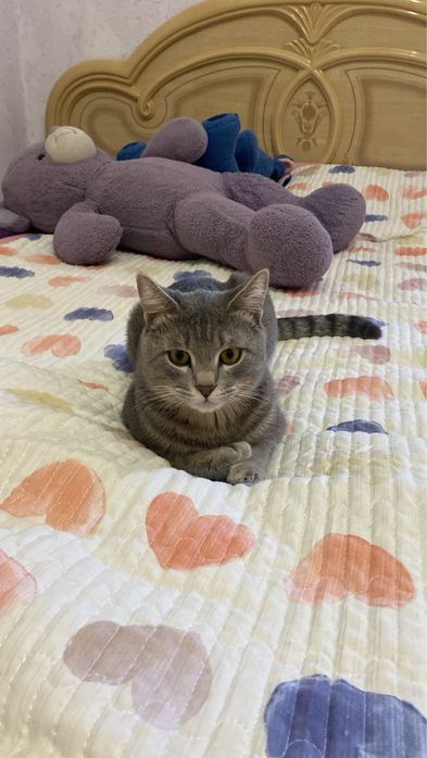 Кот ищет себе кошку для вязки