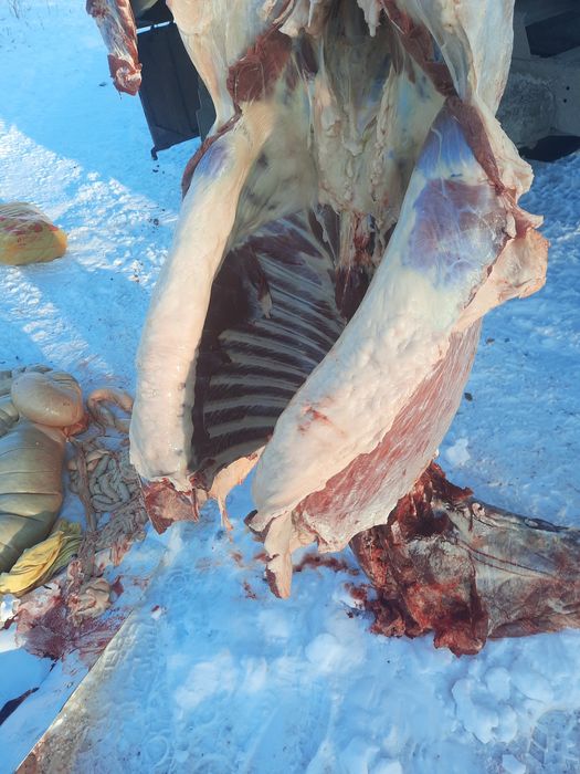 Семіз бір жарым жасар  кұнан