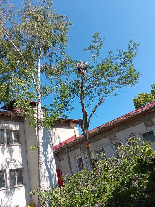 Рязане, кастрене и премахване на опасни и високи дървета