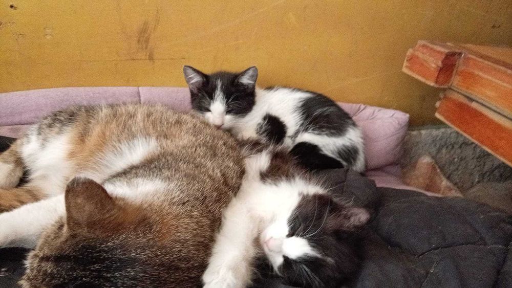 Отдам котят в добрые руки