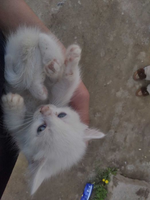 3 dona Mushuk 1.5 oylik