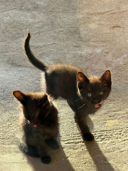 Отдам котят даром