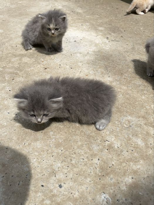 Чистокровные скоттиш страйт котята