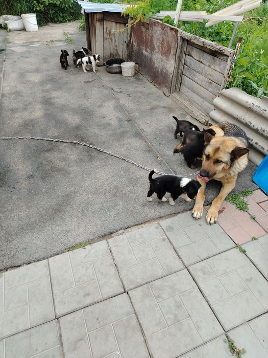 отдам милых щенят