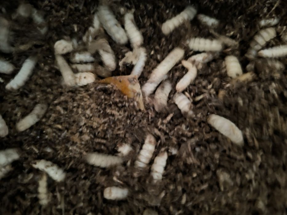 Опарыш для домашней птицы