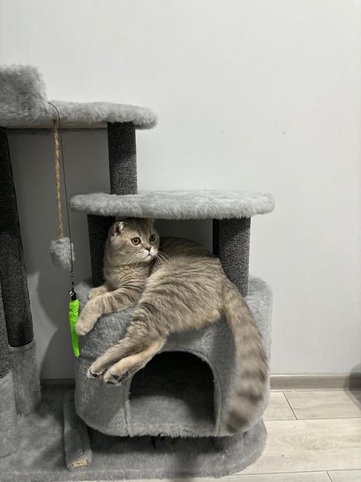 Кот шотладнский вислоухий