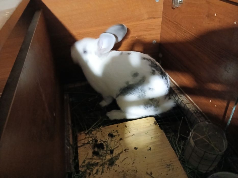 Жамил Курбанбаев