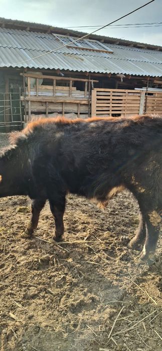 Бұқа сатылады 320 000