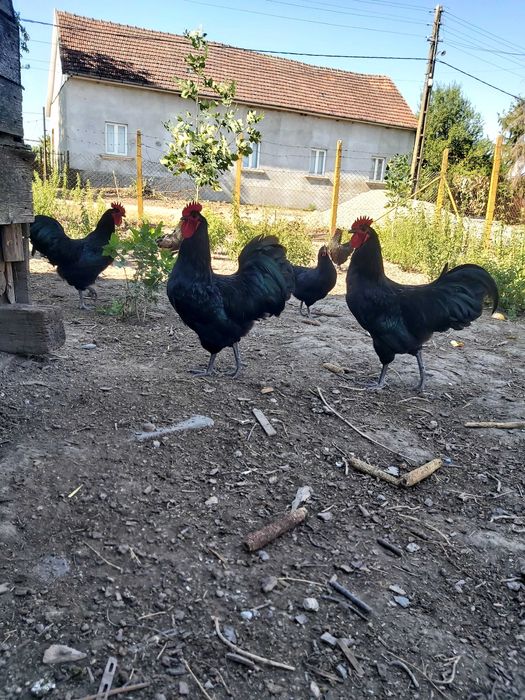 Cocosi Australorp