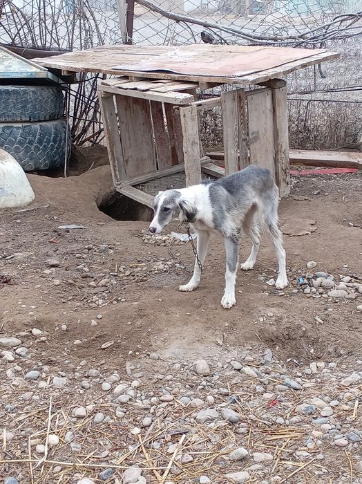 Тазы кушиккккккк