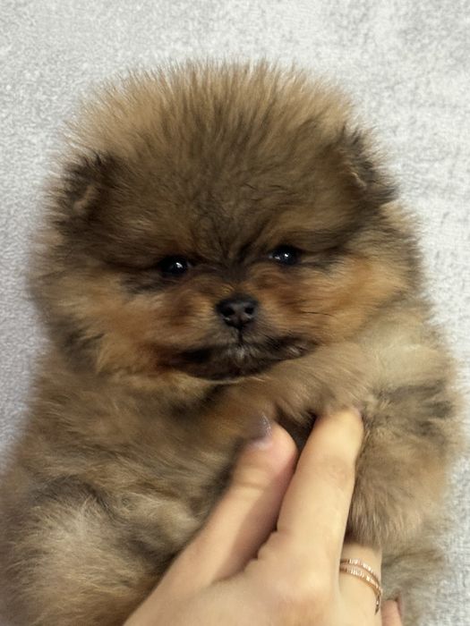 Щенки шпица для резерва