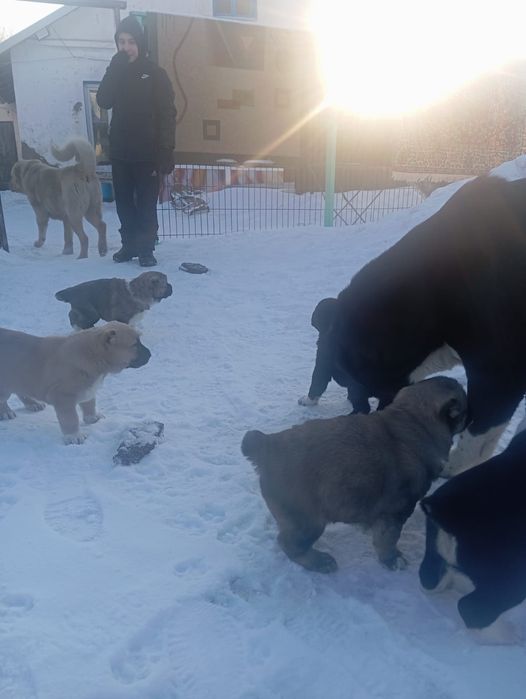 Продаются щенки алабая