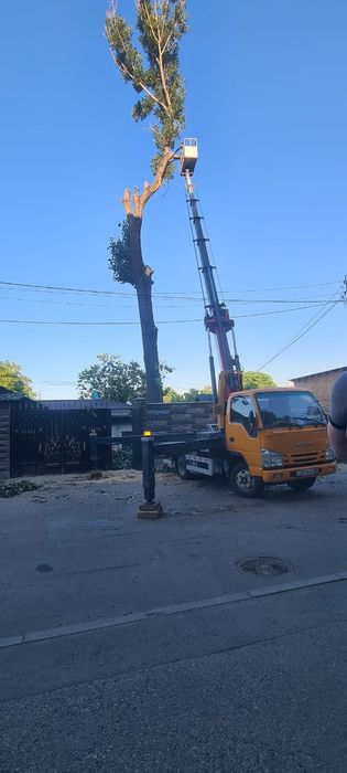 Спил деревьев и обрезка плодовых деревьев