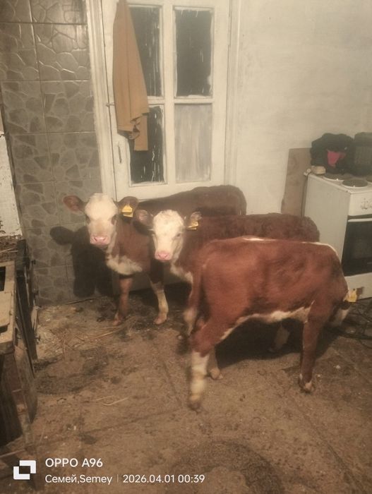 Продам телят бычки и телочки