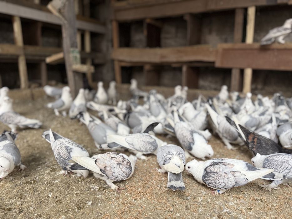 Porumbei Misirlii de vânzare – (Craiova )