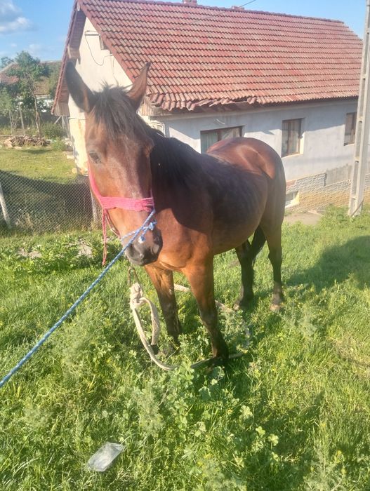Vând cal foarte cuminte merge la căruță