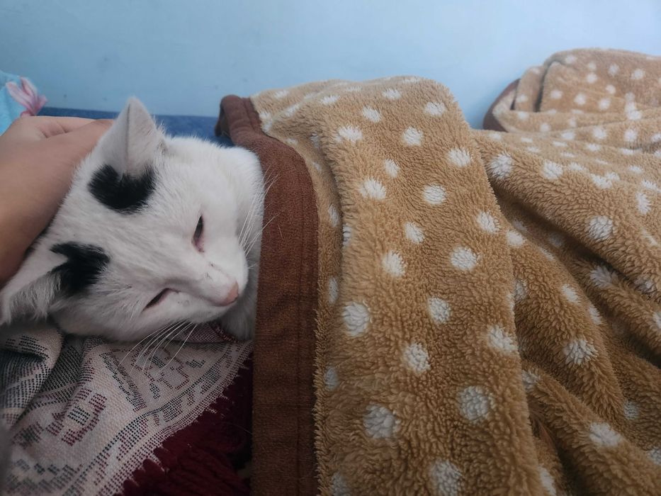 Отдам кота бесплатно