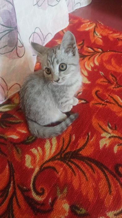 Отдам котёнка в хорошие руки