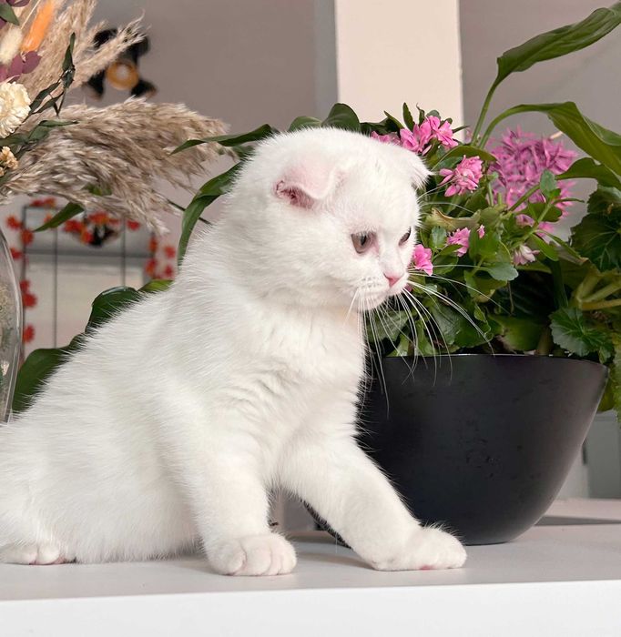 Pisicuță superbă, rasa Scottish Fold, cu Pedigree