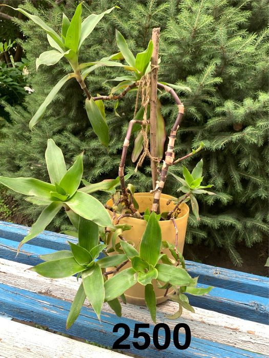 Золотой ус лечебный