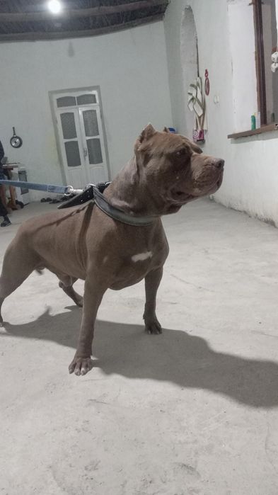 Продается пидбуль американский