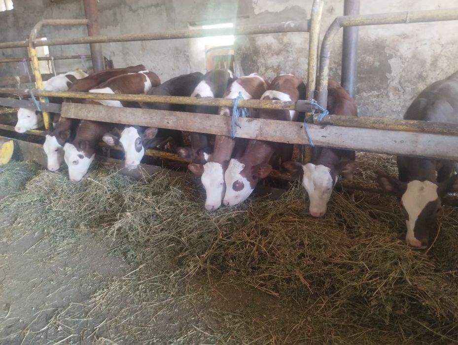 Vând 8 viței înțărcați