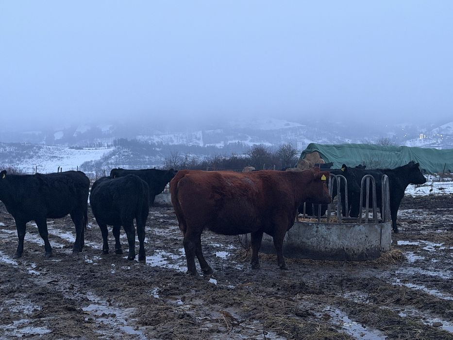 Lichidare ferma Vaci Angus