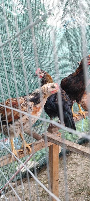 Продавам петли няколко вида