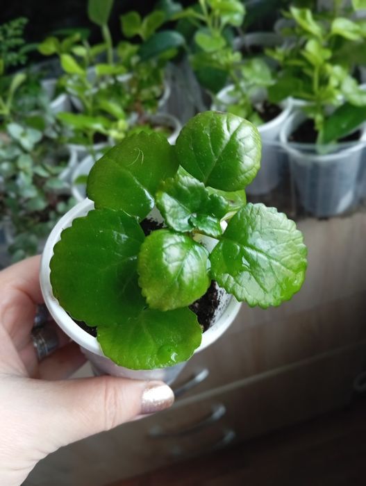 Отростки комнатных растений