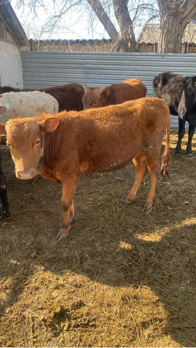 Продам Быков хороших не откорм