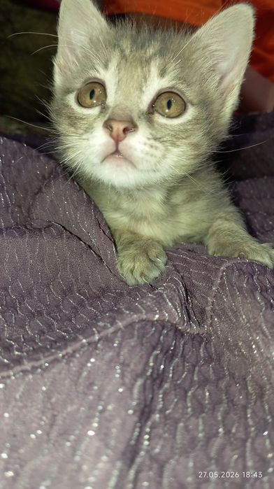 Отдам котенка в добрые руки.