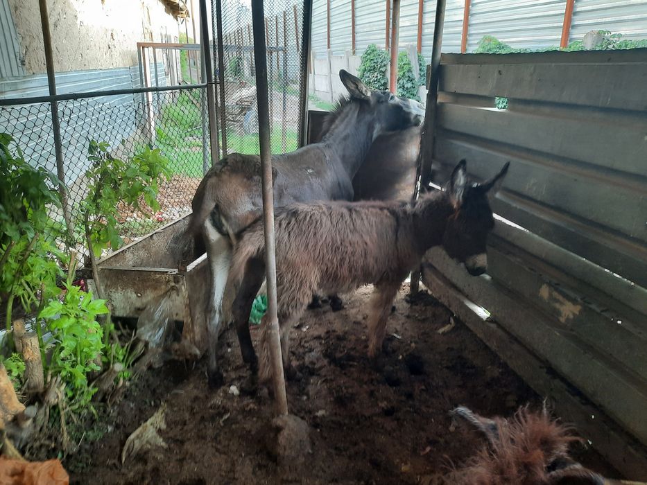 Продаю по даговору