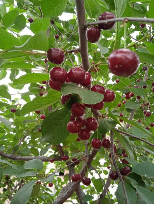 Продаю свежий шипонка,шипонка сотаман,агародда бор,